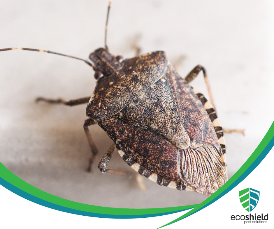 do-stink-bugs-fly-inside-out-property-inspectors